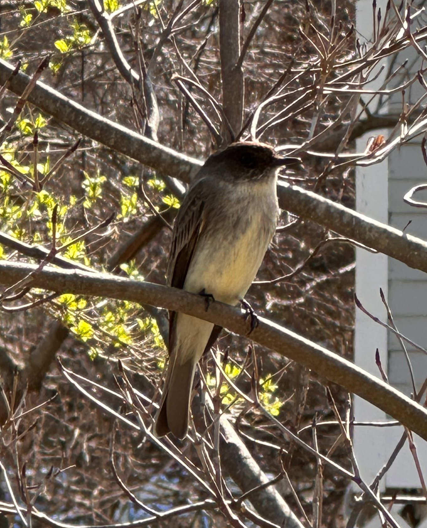 680x840 phoebe2, 4.14.26