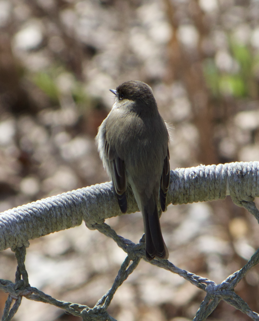 680x840 phoebe2, 4.5.26