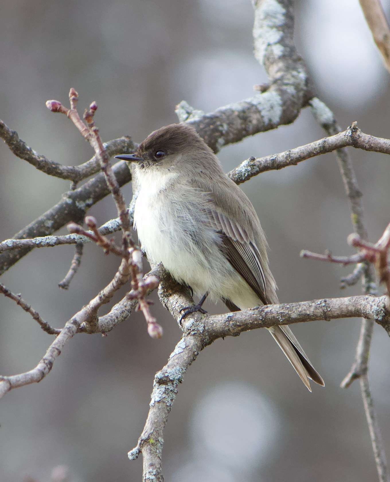 680x840 phoebe3, 4.5.26