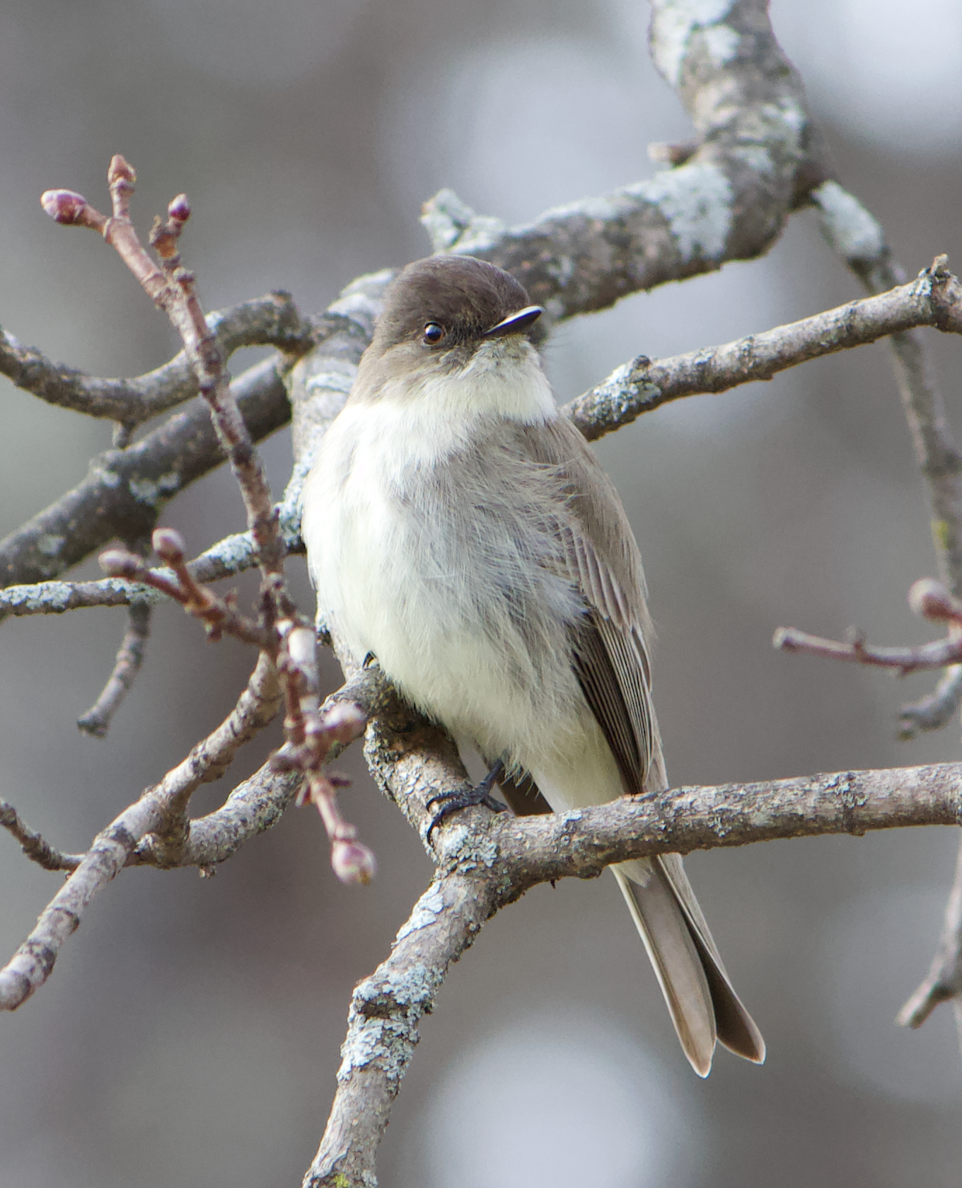 680x840 phoebe4, 4.5.26