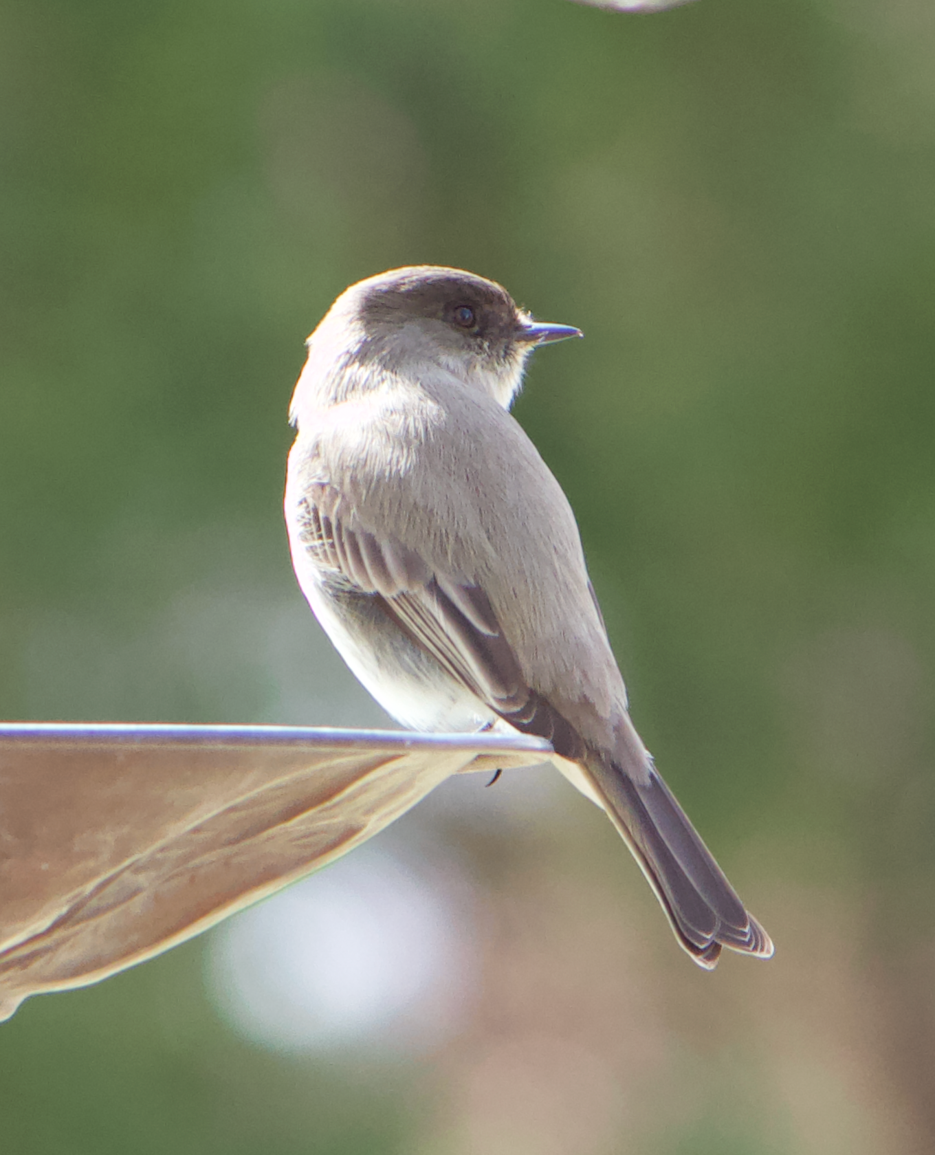 680x840 phoebe5, 4.5.26