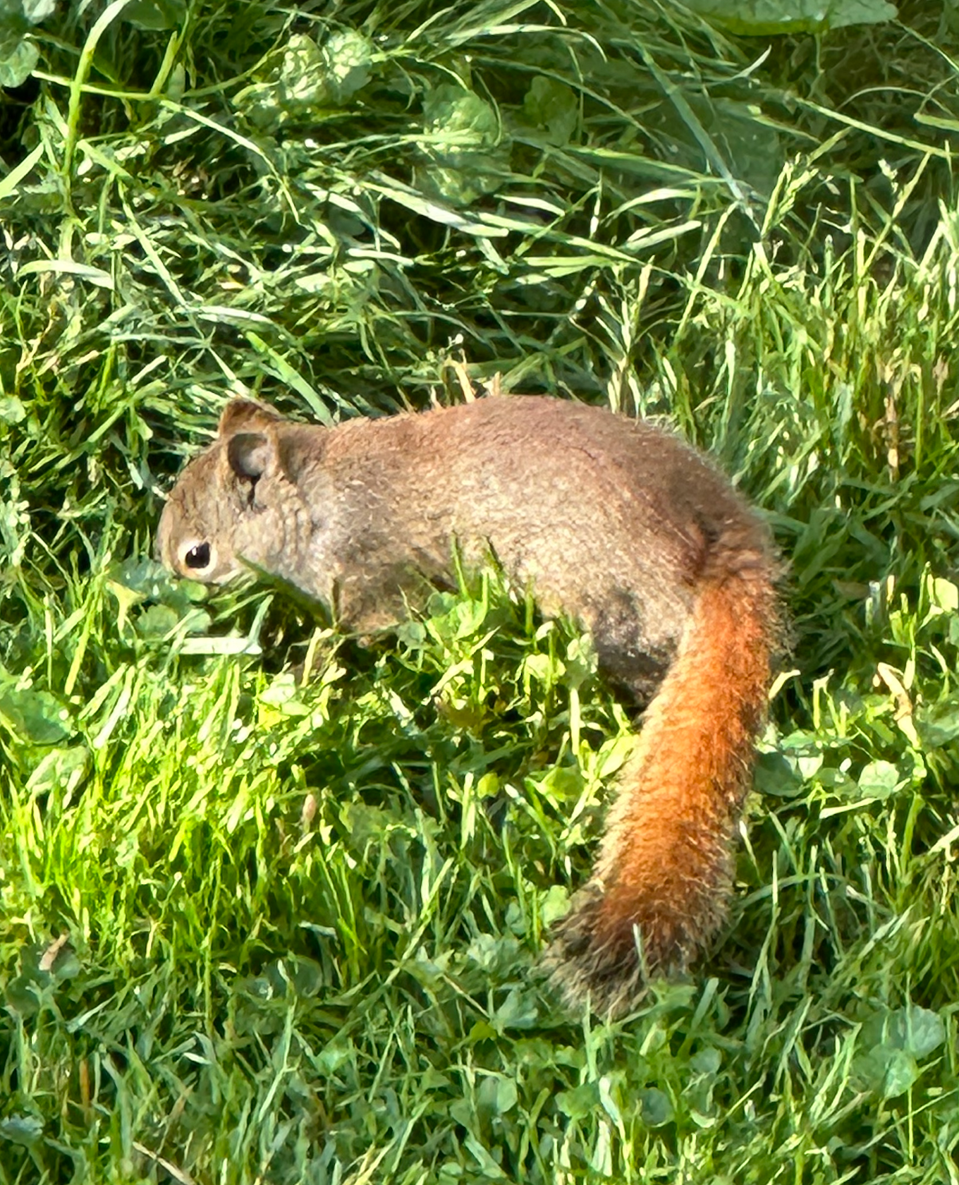 680x840 red squirrel