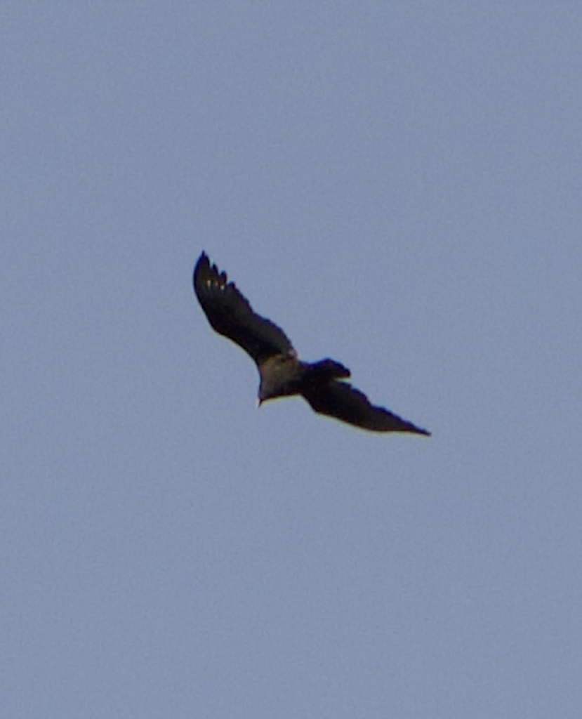 680x840 turkey vulture, 3.24.26