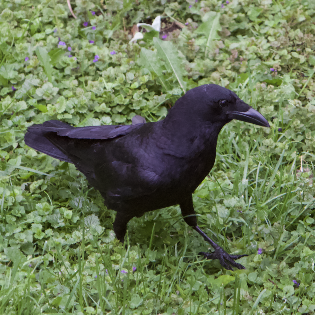 600x600 am crow