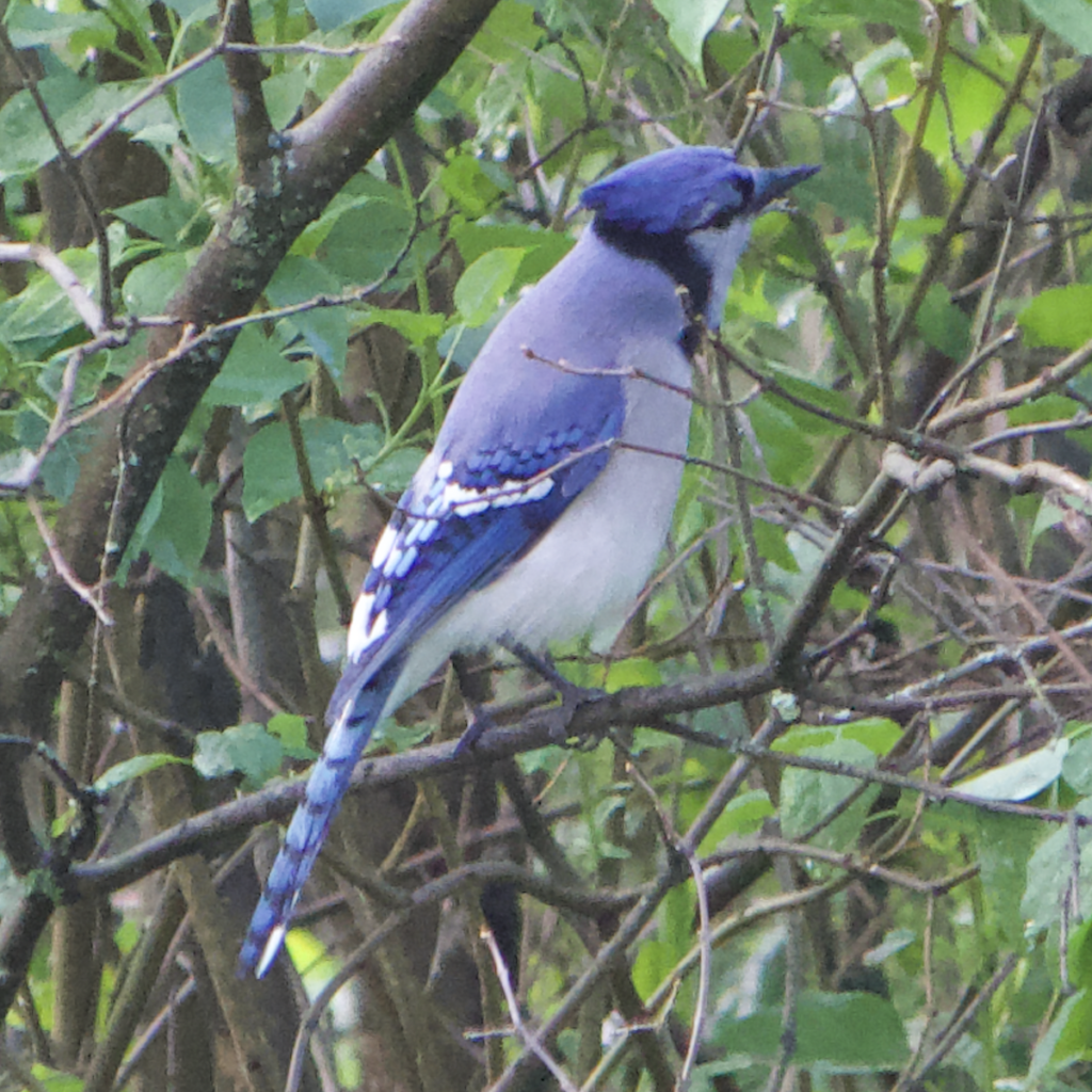 600x600 blue jay