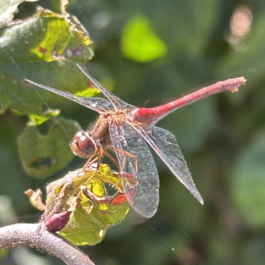 600x600 meadowhawk