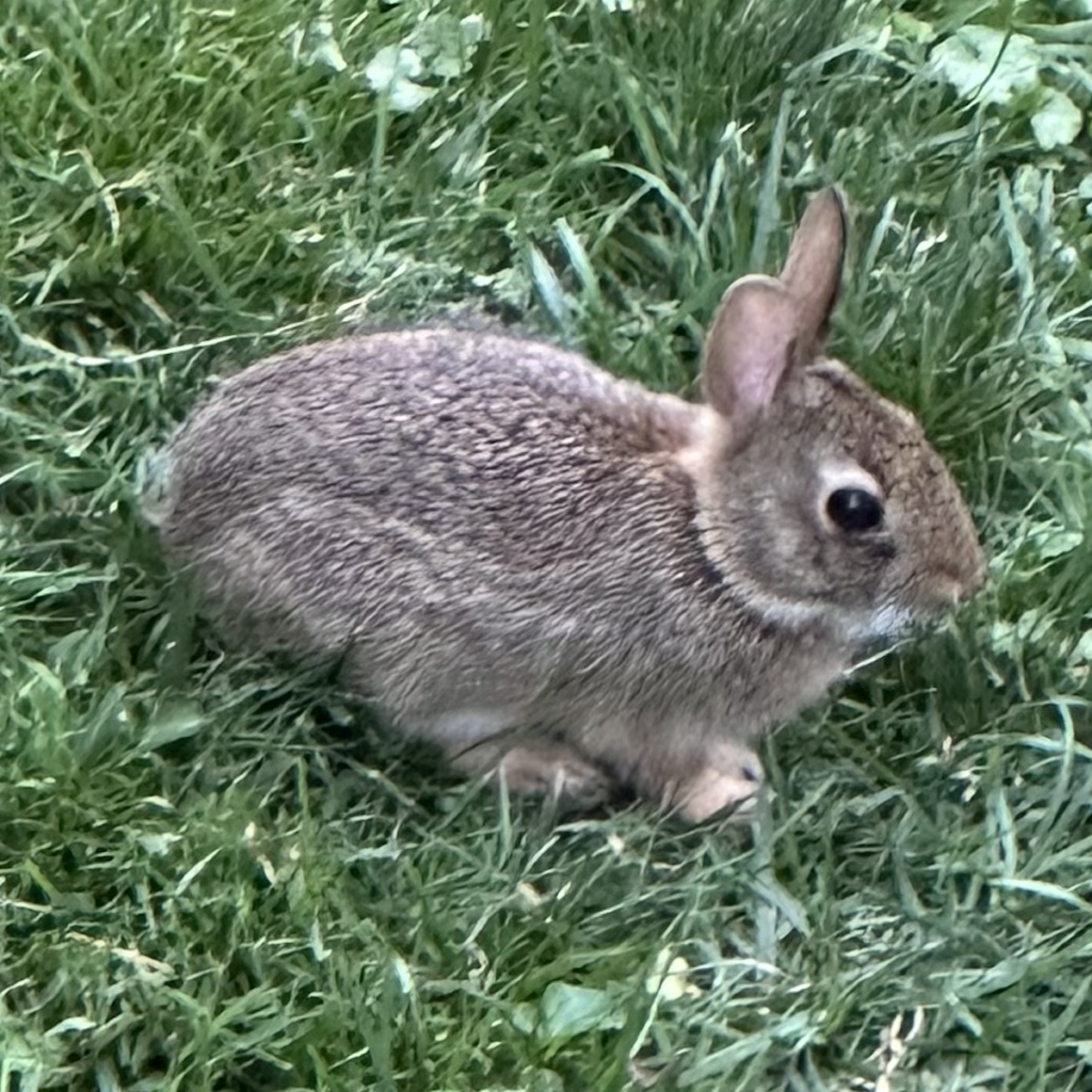 600x600 rabbit