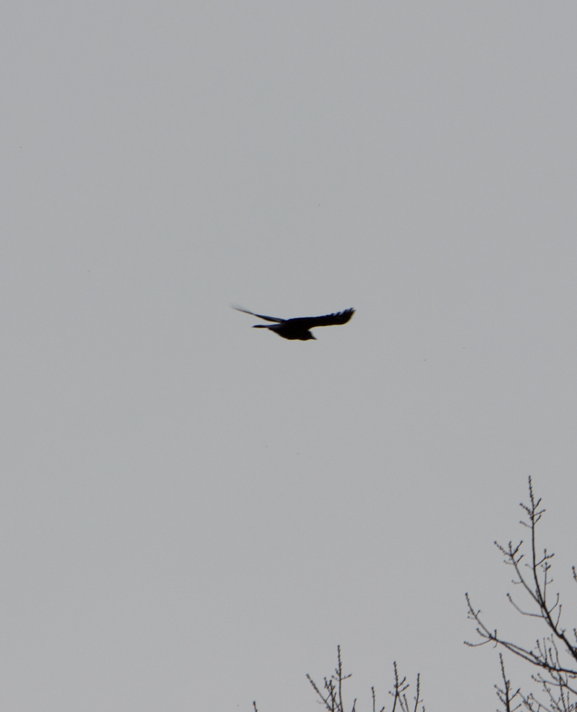 680x840 crow3