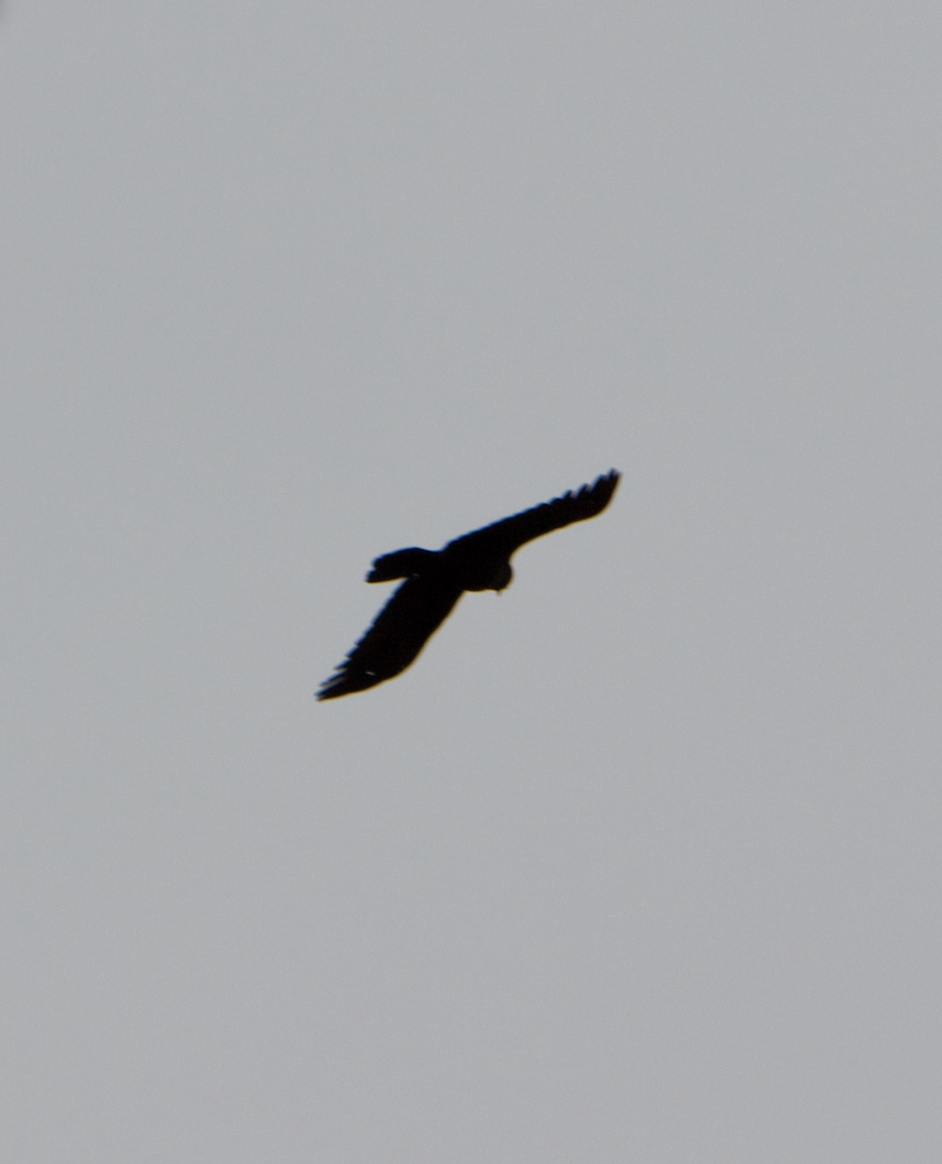 680x840 crow4