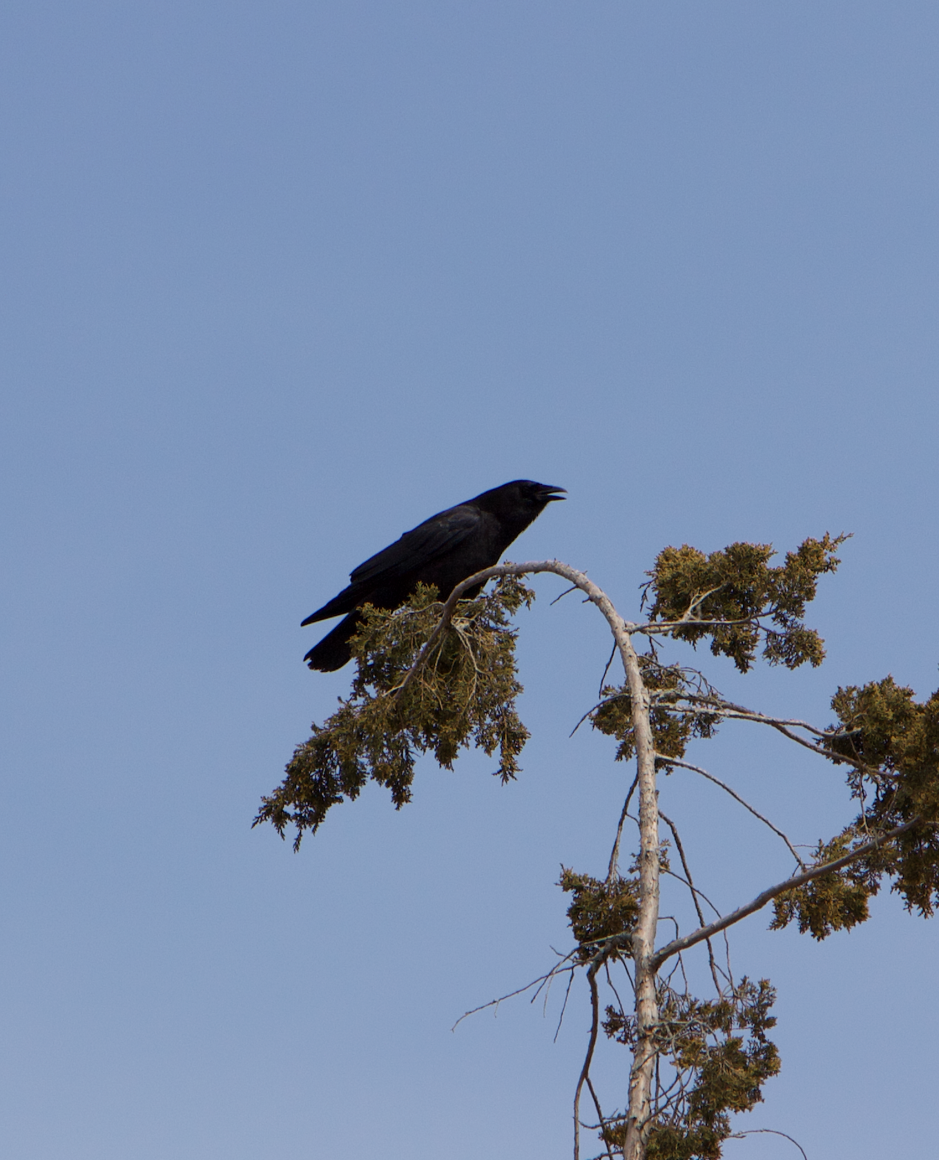 680x840 crow5