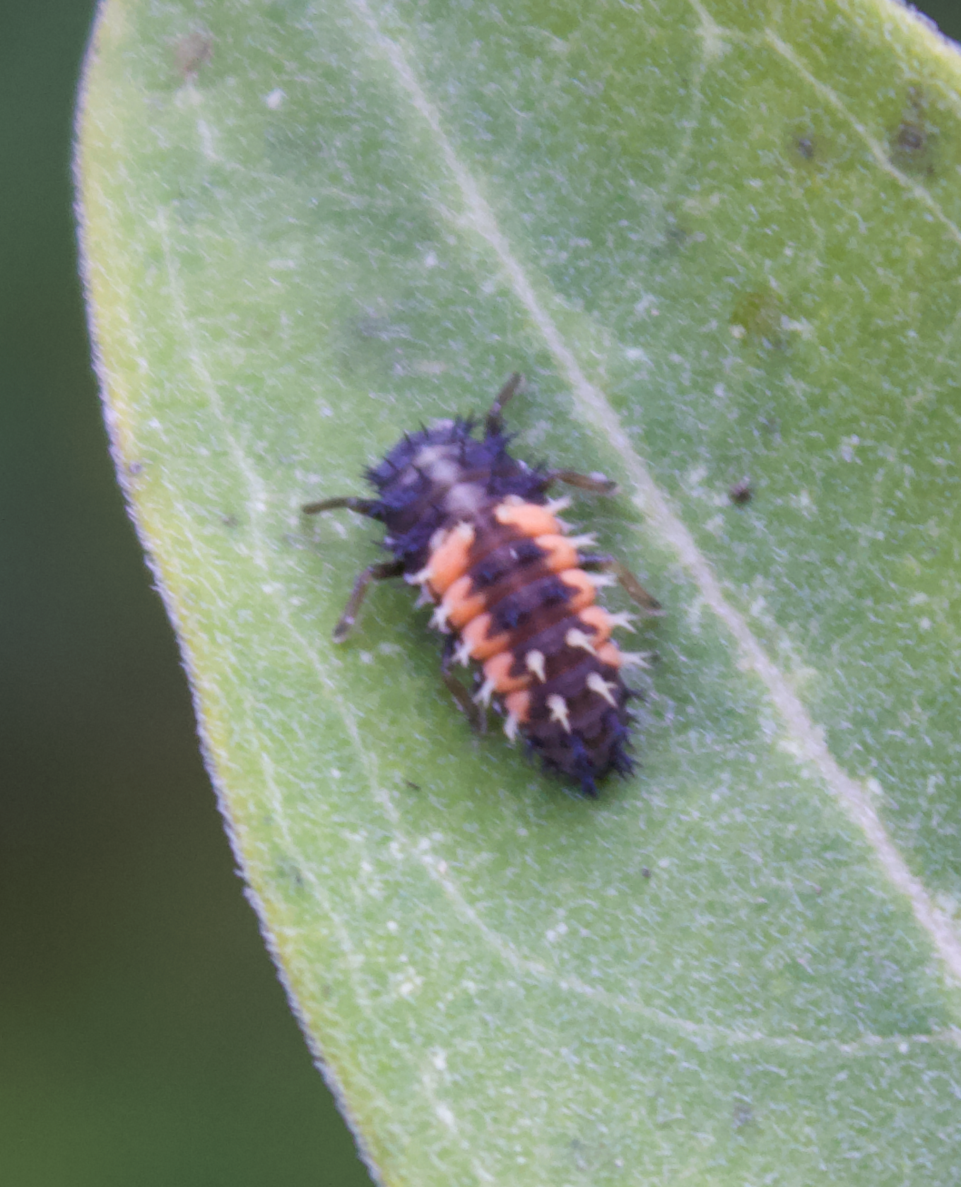 680x840 lady beetle larva2