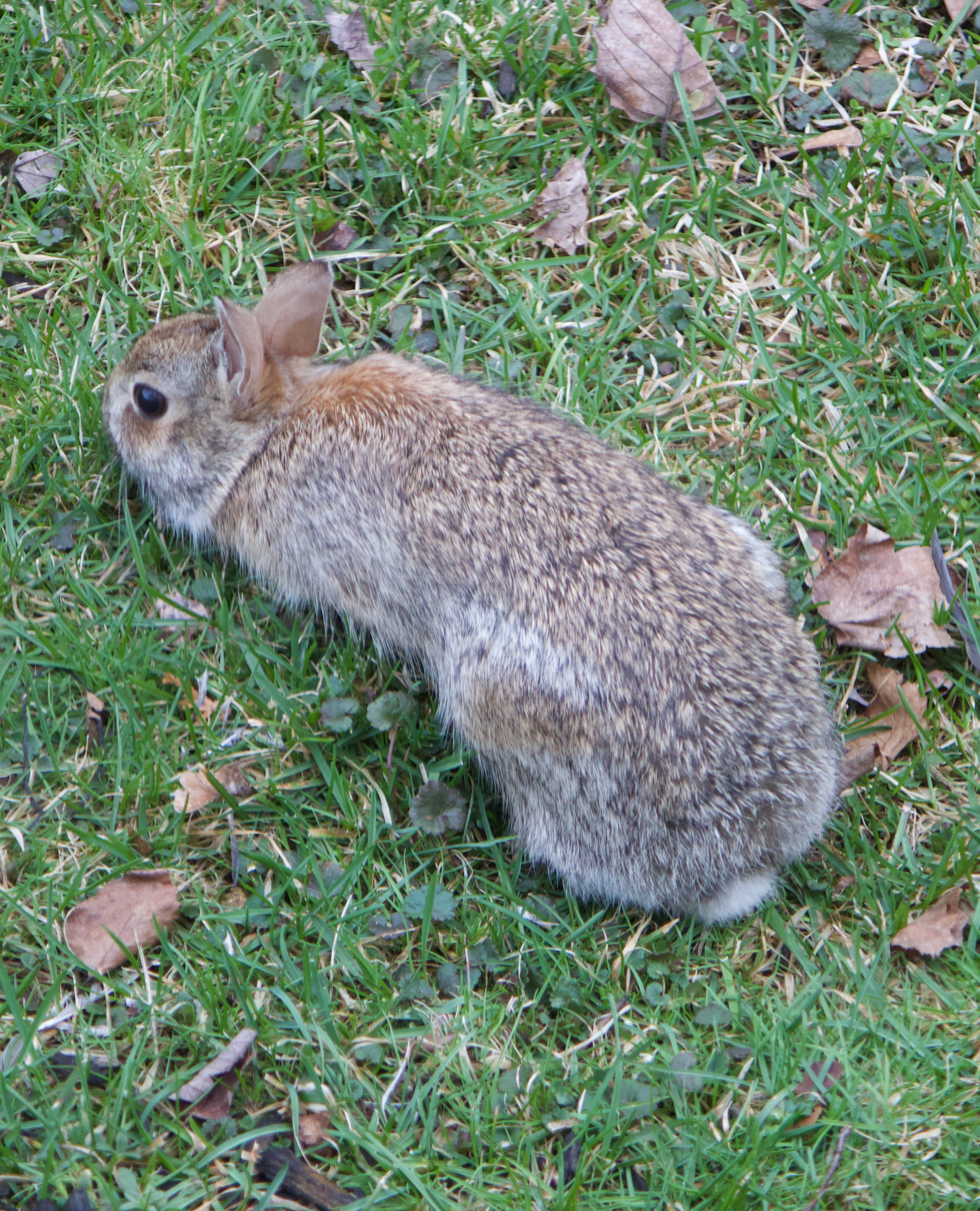 680x840 rabbit, 4.5.26