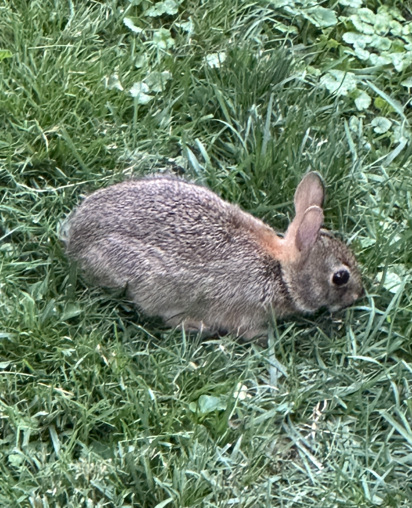 680x840 rabbit1