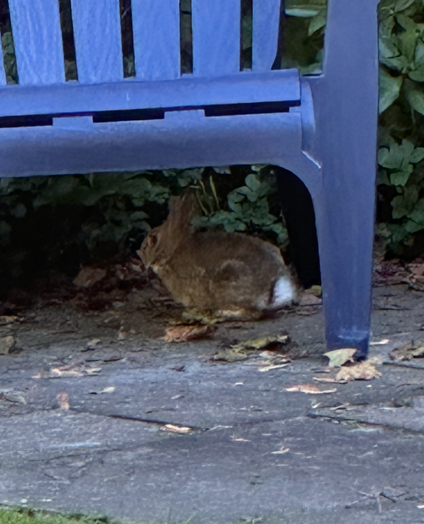 680x840 rabbit2
