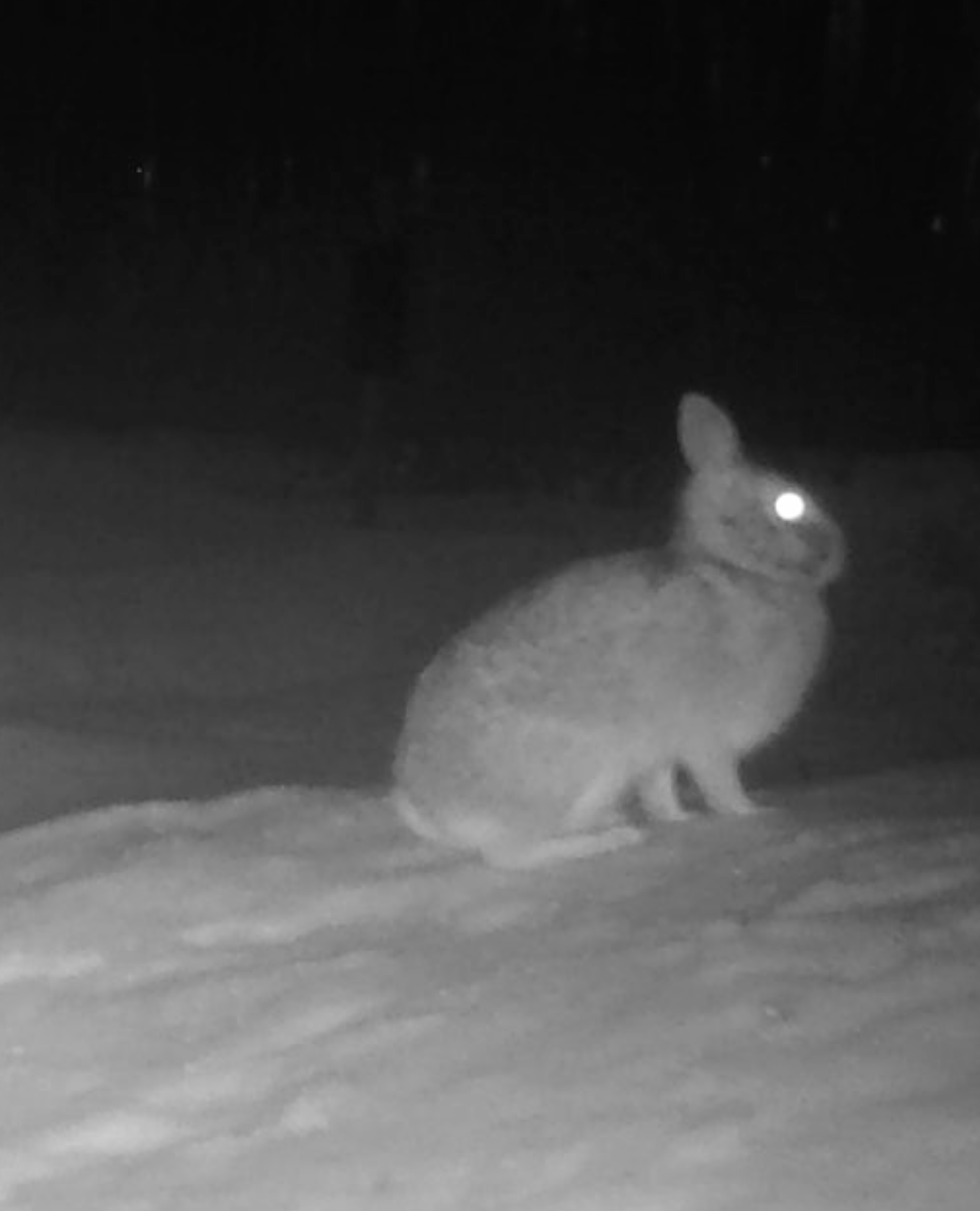 680x840 rabbit4