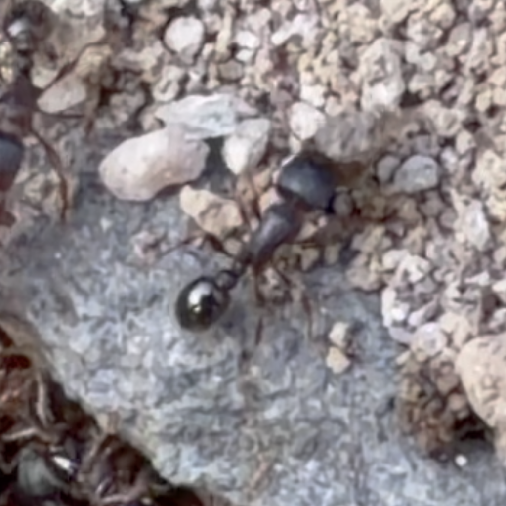 screenshot 2026 09 24 at 7.06.57 pm